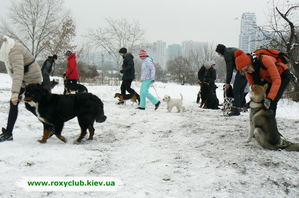 Дрессировка 